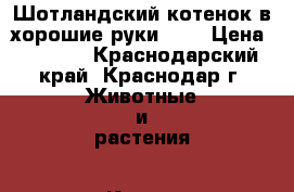 Шотландский котенок в хорошие руки!!!! › Цена ­ 4 000 - Краснодарский край, Краснодар г. Животные и растения » Кошки   